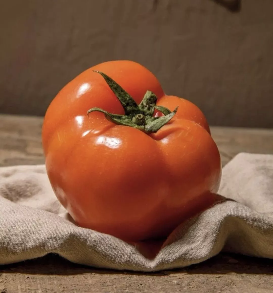 A single tomato on a plain background — a clear, focused subject